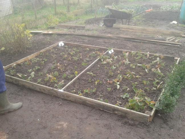 aardbeien77271388266236.jpg