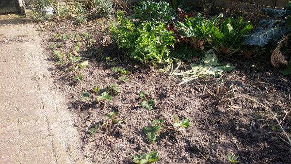aardbeien78741490366905.jpg