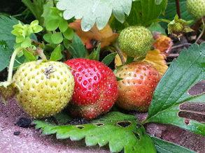 aardbeien89341400951294.jpg