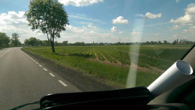 aardbeiplanten-polen97741497090956.jpg