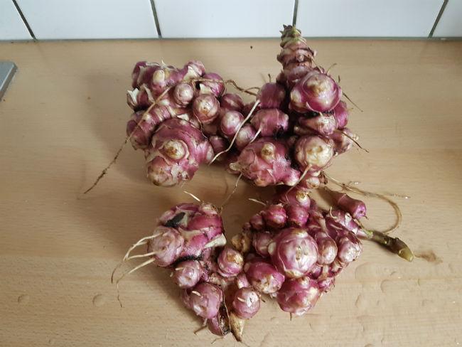 aardpeer15041477418025.jpg