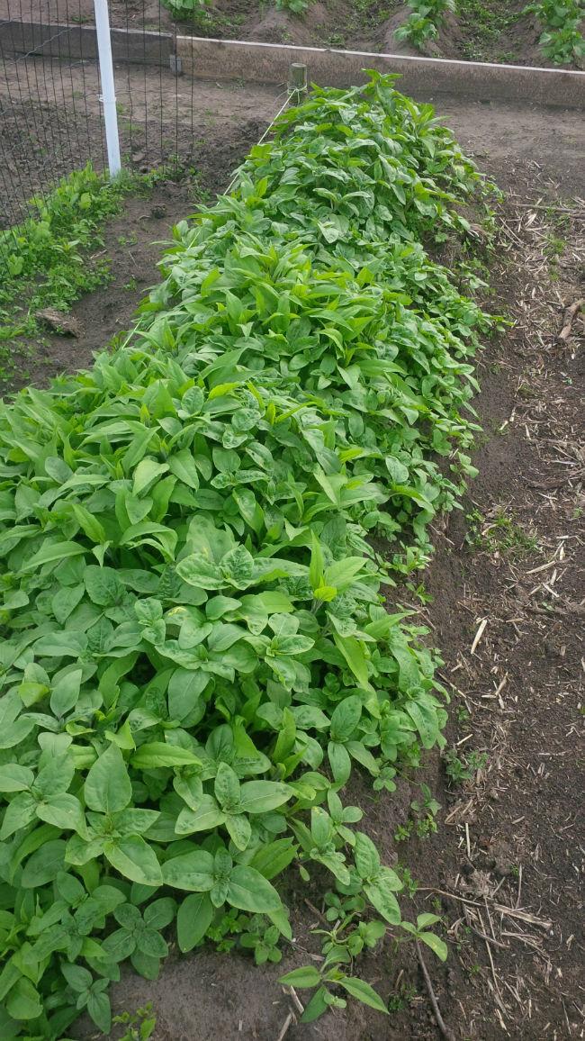 aardpeer53651431092301.jpg