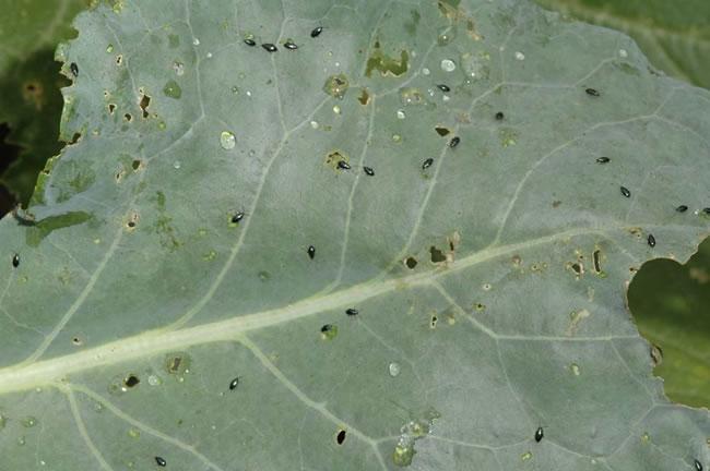 aardvlooi-kool-grote-aantasting-352901333035959.jpg