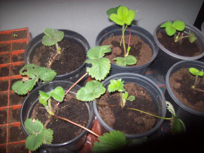 afbeelding-06847291363525750.jpg