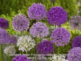 allium-mix57721363138721.jpg