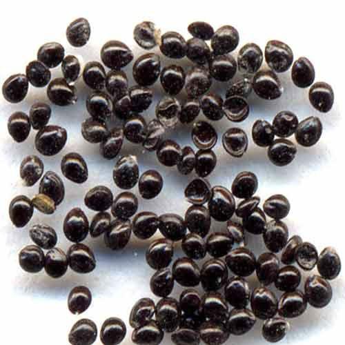amaranthus-seed-500x50035571475695002.jpg