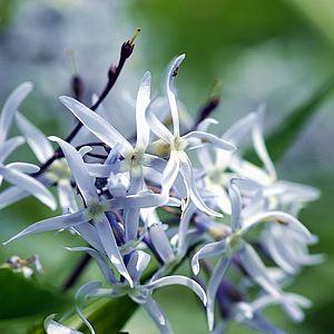 amsonia13441338338013.png