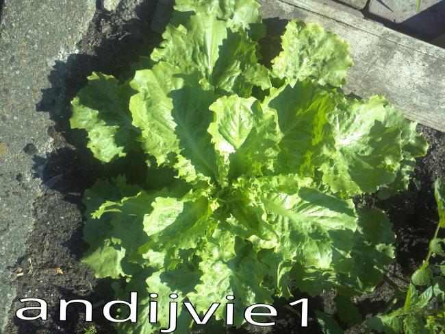 andijvie-165201343035233.jpg