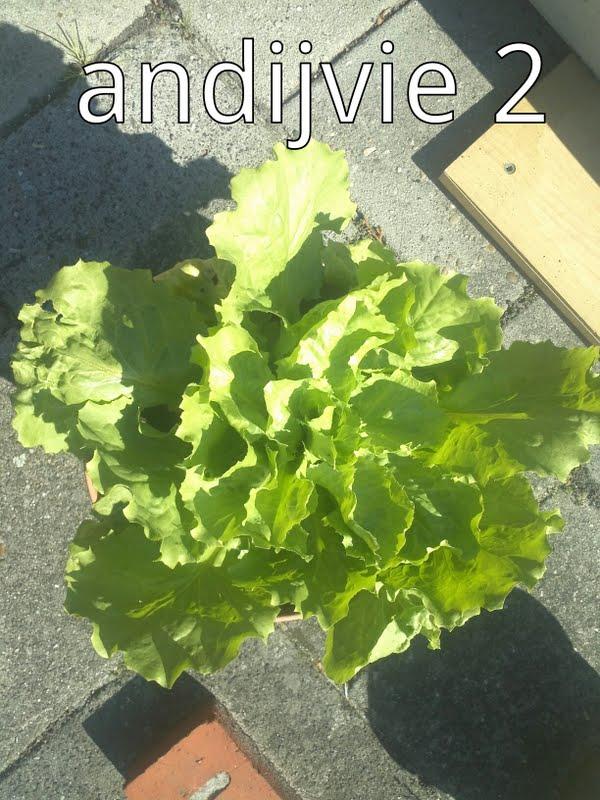 andijvie-214061343035250.jpg