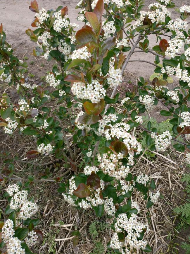appelbes---Aronia-130161493500479.jpg