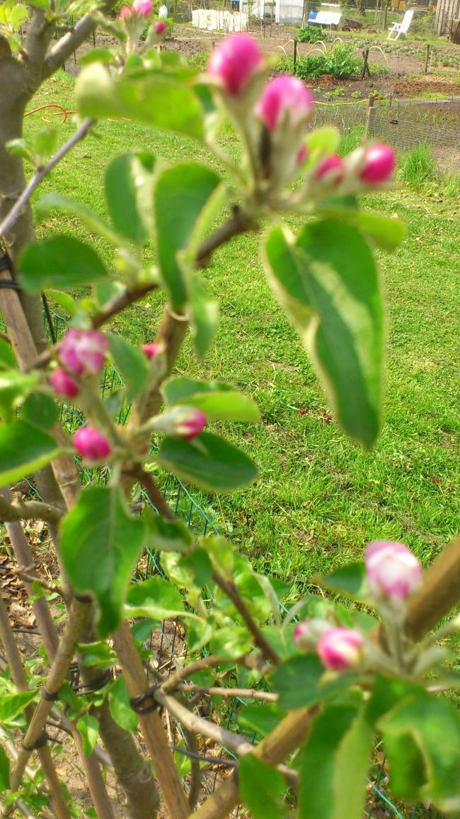appelbloesem-moestuin-196251367851015.jpg