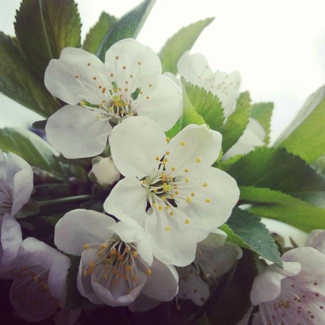 appelbloesem14581491056710.jpg