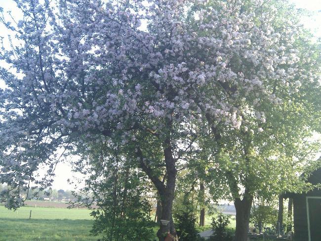 appelboom-6-mei-201333961390341484.jpg