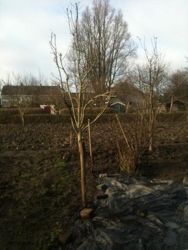 appelboom-geplantw59411357500453.jpg