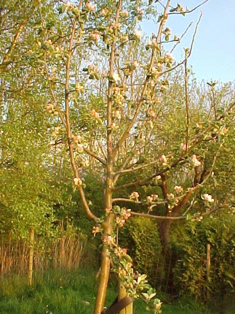 appelboom43931366637299.JPG