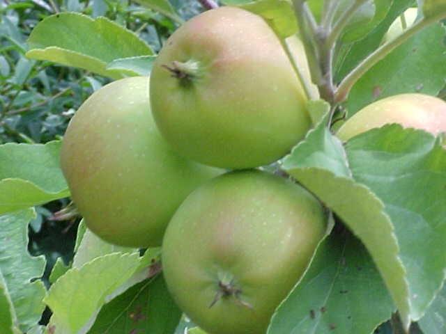 appels-226381366637302.jpg