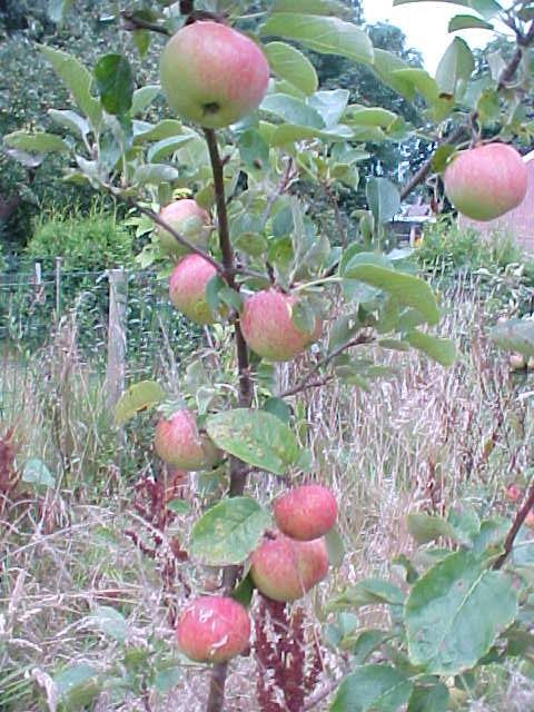 appels11161366637301.JPG