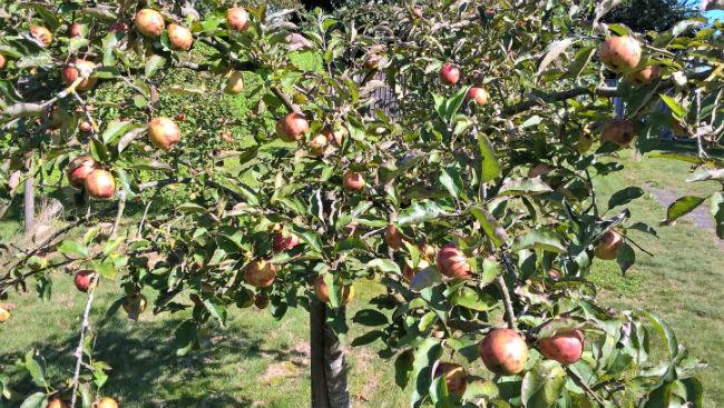 appels55081475752516.jpg