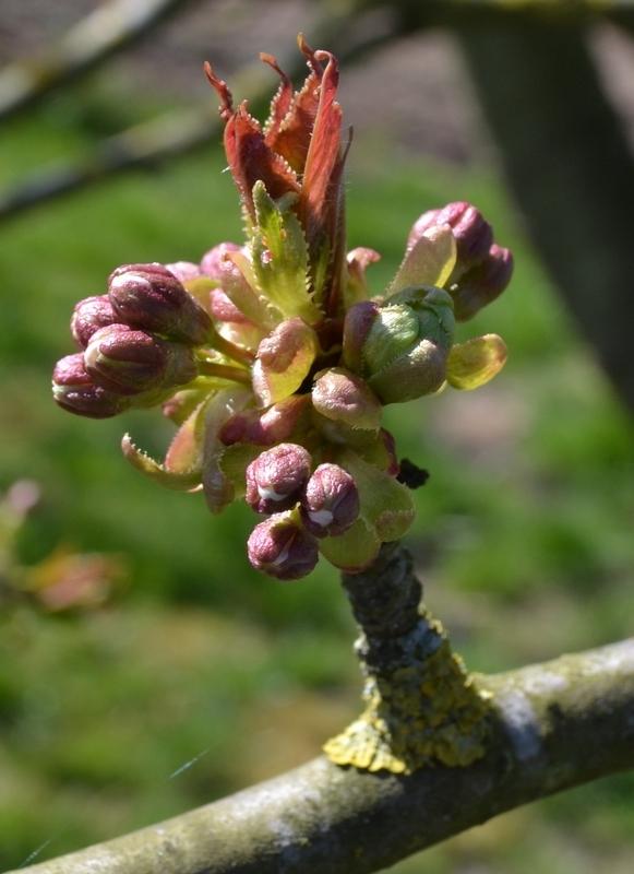 are-kersenbloesem-op-springen16781366534158.jpg