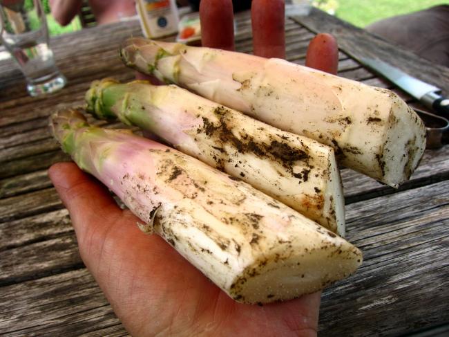 asperges144611371635631.jpg