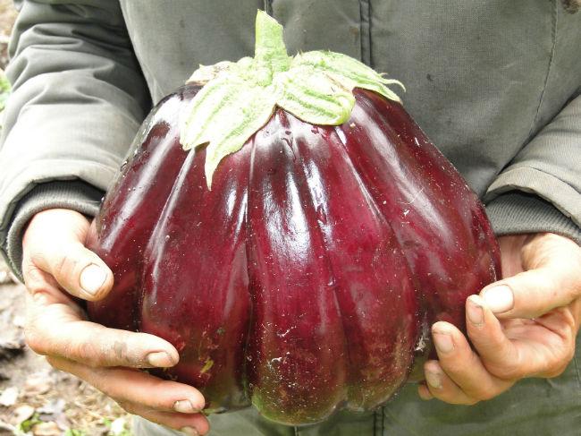 aubergine-01115101378895088.JPG