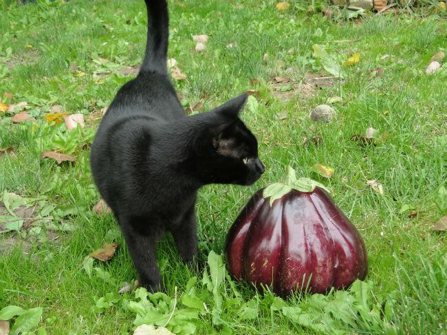 aubergine-01738301378895386.JPG