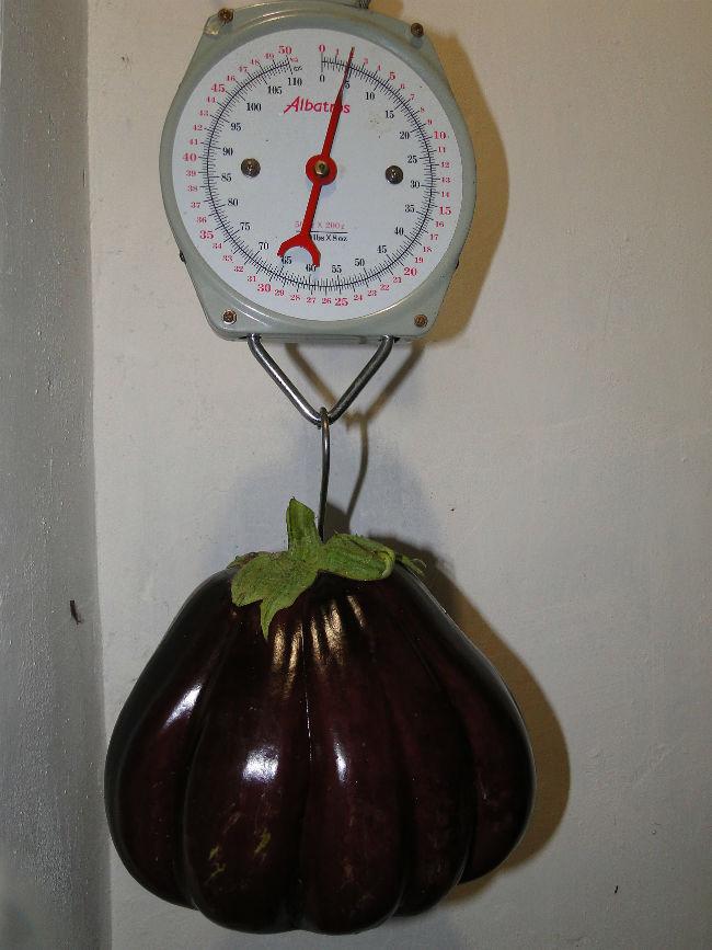 aubergine-02036541378894982.JPG