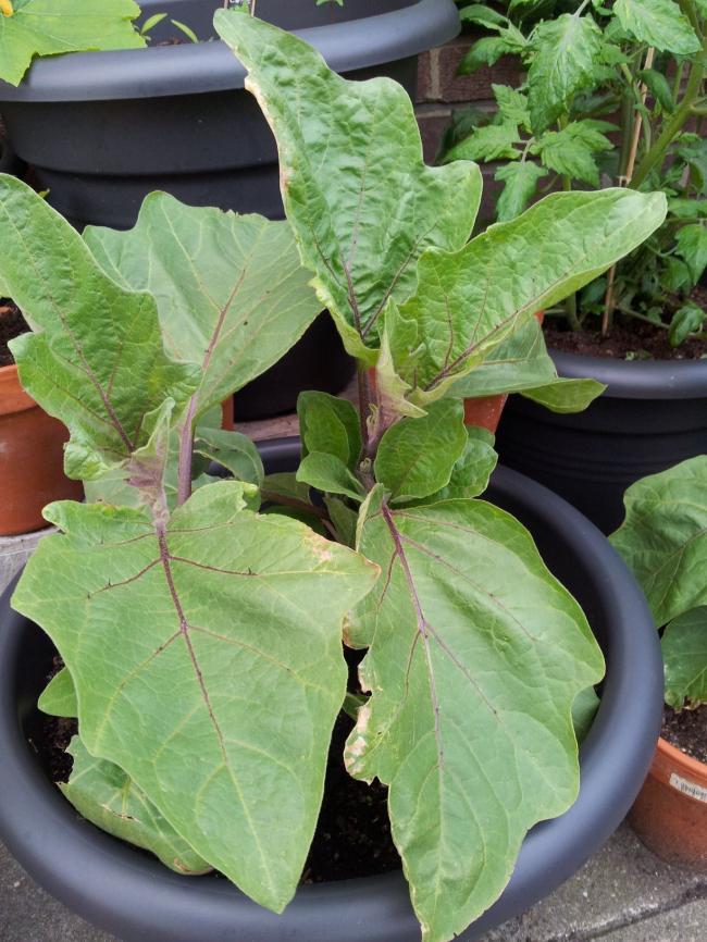 aubergine-26-6-1366431372362618.jpg