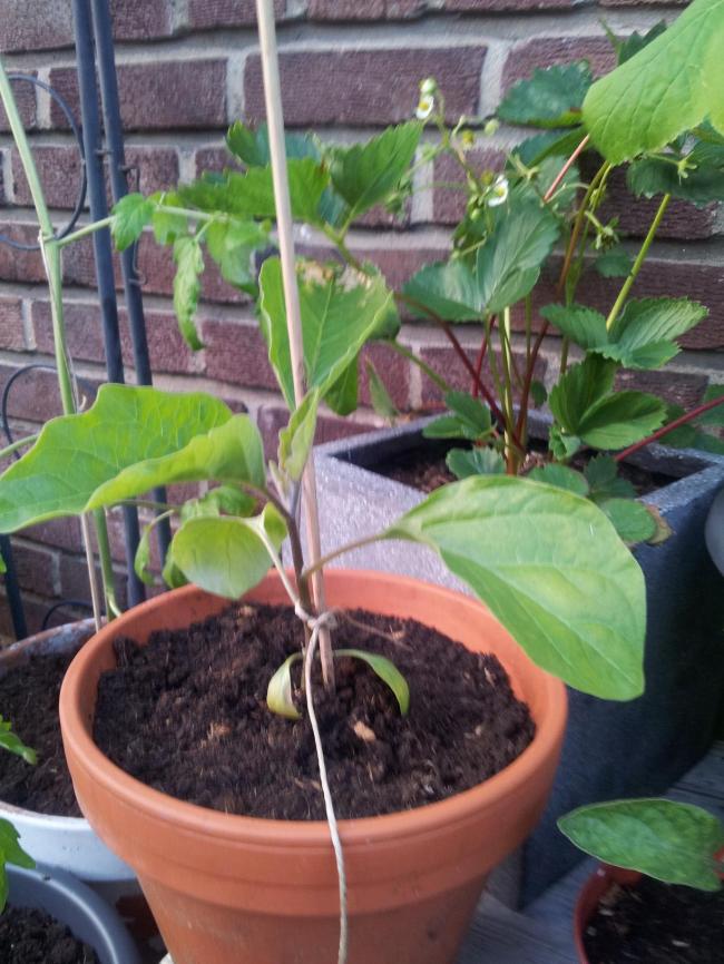 aubergine-aardbei81731369856809.jpg