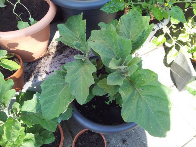 aubergine-in-pot-8-7-1346811373313507.jpg