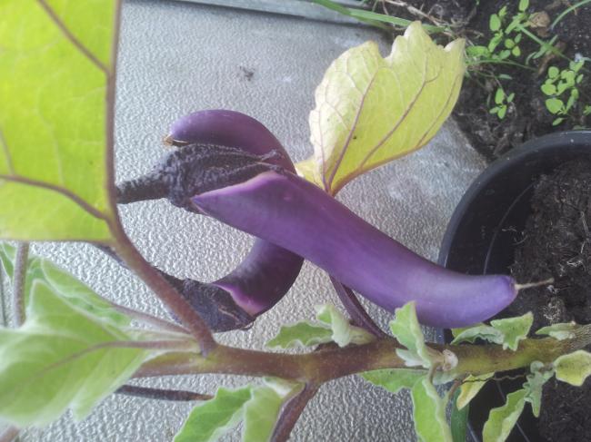 aubergine138731344108286.jpg