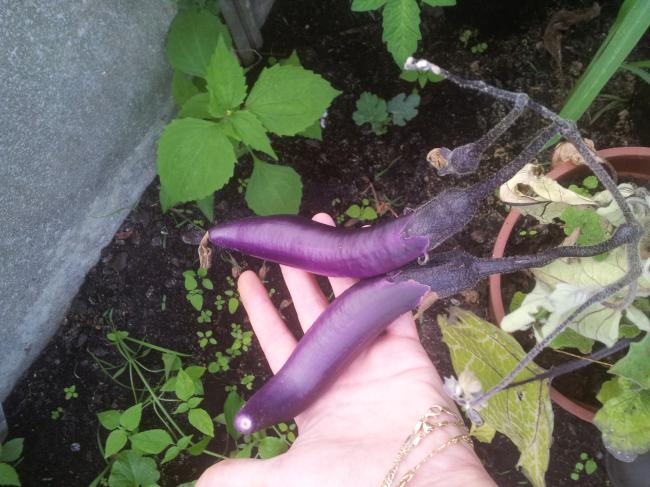 aubergine266921344108333.jpg