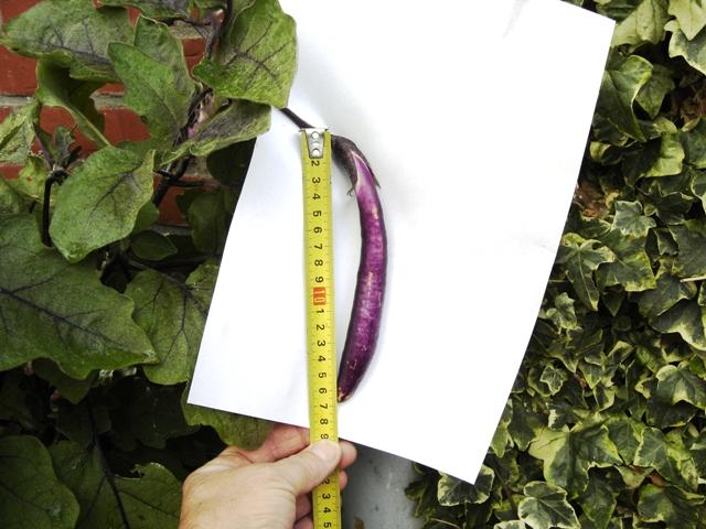 aubergine2698321349360579.jpg