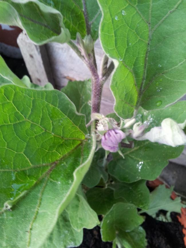 auberginebloem-18-7-1358601374142551.jpg