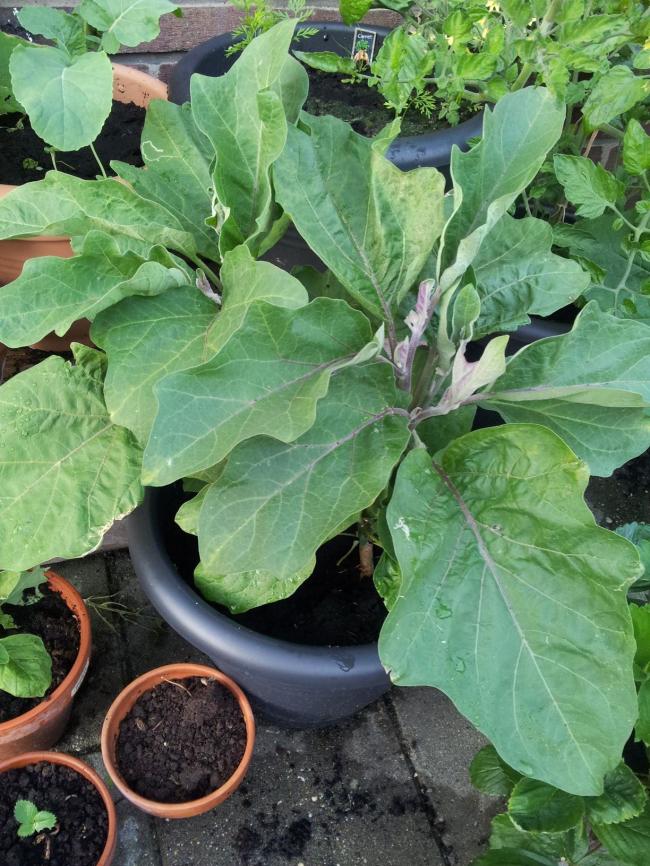 aubergines-in-pot-18-7-1346301374142552.jpg