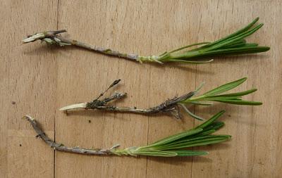 b-lavendel329031374743930.jpg