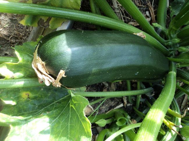 bessen-en-courgettes-01915481375729581.JPG
