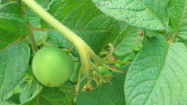 bessen-op-aardappelplant-189661374510604.jpg