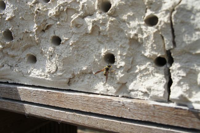 bezoekers-insectenhotel-00980771336915178.JPG