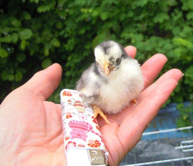 big-chick65061369466847.jpg