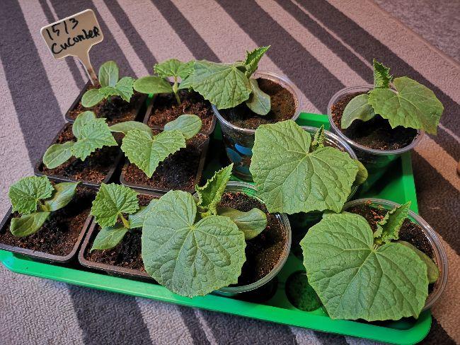 bijna-2-weken-komkommer91351553791823.jpg