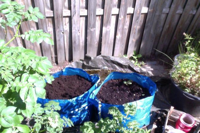 bio-appie-aardappelen56401341135364.jpg