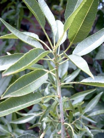 blad-amandel46531328381630.jpg