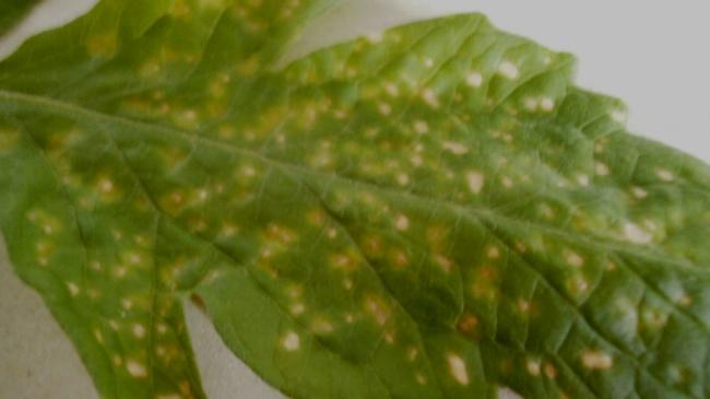 blad-met-stip-125541350818171.jpg