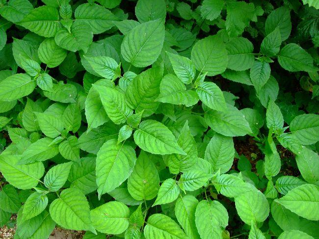blad3-g50611525625624.jpg