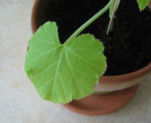 blad59351429187019.jpg
