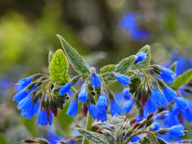 blauwe-smeerwortel27291488130304.jpg