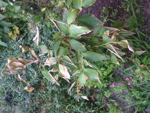 blauwebes120531374781680.jpg