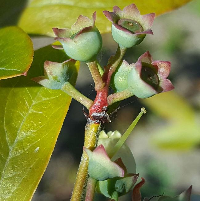 blauwebesvruchtjes83381494342313.jpg