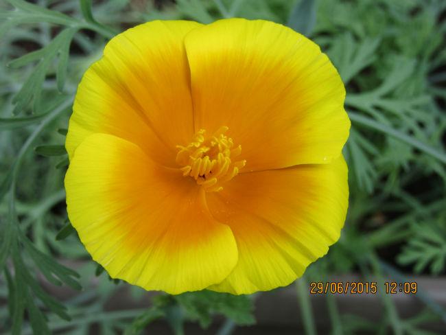bloem-00160911435569011.JPG